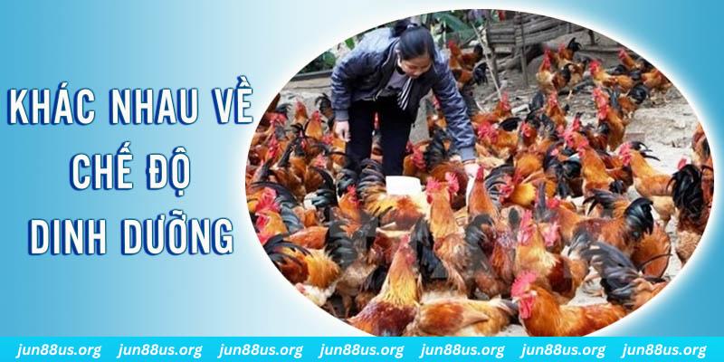 go 88 Đại Chiến Đỏ Đen