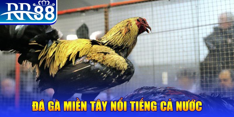 go 88 đá gà 88